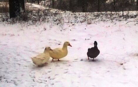 Quirky Character of Pekin and Khaki Campbell Ducks Image